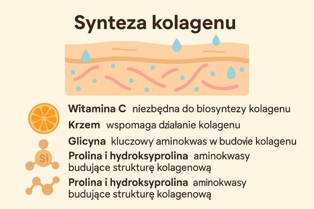 Który kolagen na stawy? Peptydy kolagenowe przyspieszają wzrost fibroblastów i pomagają w utrzymaniu odpowiednej grubości i sprężystości skóry, a także wysokiego poziomu nawilżenia. Organizm sam decyduje, gdzie wykorzysta dostarczone aminokwasy z kolagenu – nie możemy kierować ich do konkretnych tkanek czy ścięgien. Organizm jest zdolny do syntezy kolagenu, jednak proces syntezy kolagenu zależy od dostępności innych składników odżywczych. Endogennego kolagenu produkcja wymaga odpowiednich składników, takich jak: Witamina C – niezbędna do biosyntezy kolagenu i metabolizmu tego białka, bez niej synteza kolagenu jest niemożliwa Krzem – wspomaga działanie kolagenu oraz uczestniczy w jego metabolizmie Glicyna – kluczowy aminokwas w budowie kolagenu, stanowi 1/3 jego struktury Prolina i hydroksyprolina - aminokwasy budujące strukturę kolagenową, są niezbędne do prawidłowego funkcjonowania kolagenu Kolagen na stawy jest szczególnie popularny wśród osób aktywnych fizycznie oraz sportowców, ponieważ może wspierać regenerację tkanki łącznej i wpływać na elastyczność chrząstek.